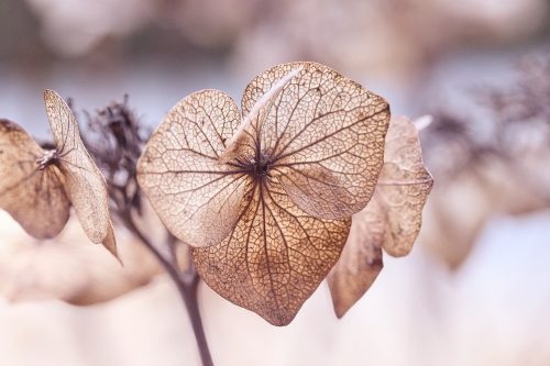 Kuuntele sydämellä