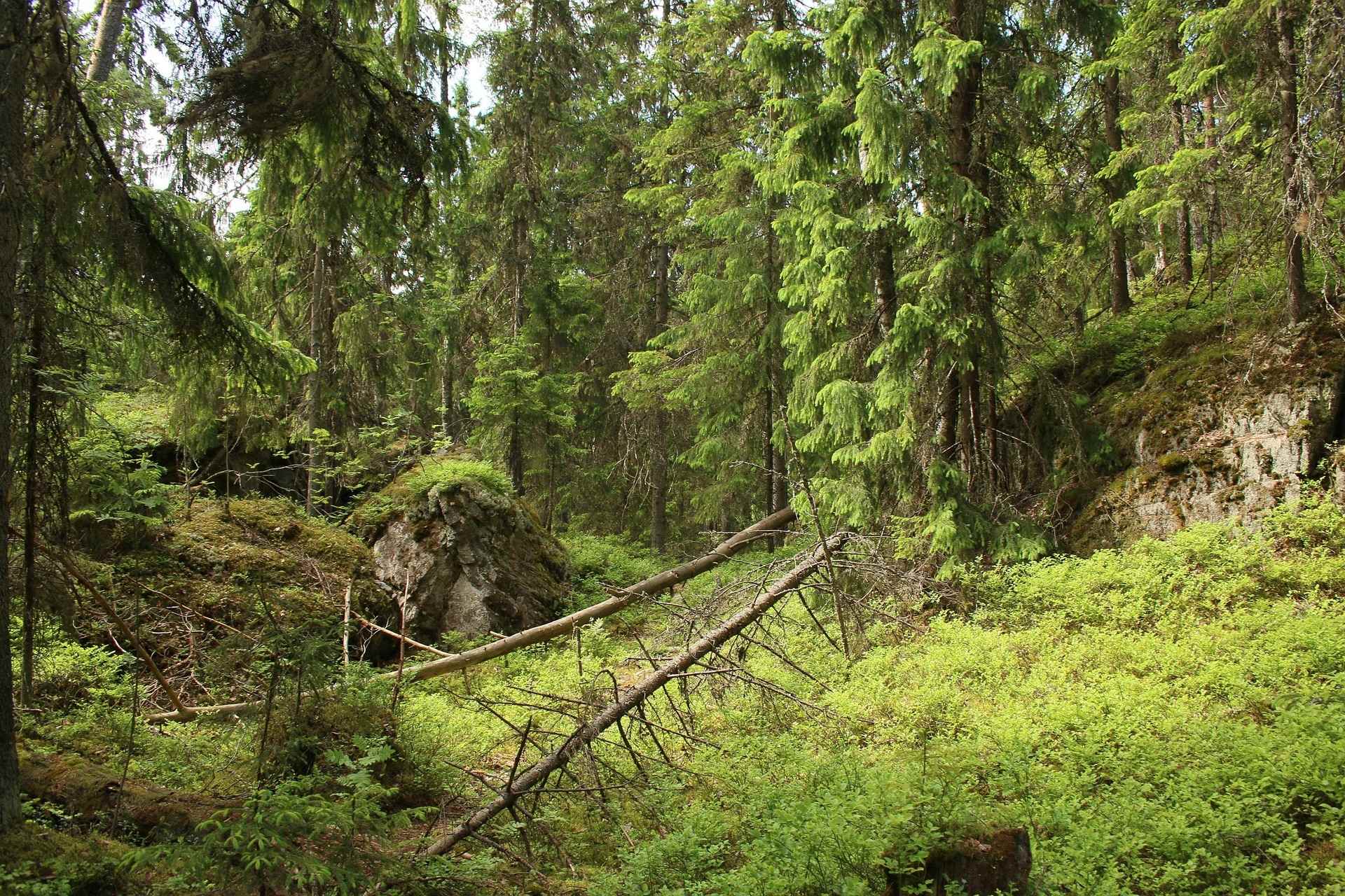 Mentäiskö metsään? – Luonto vahvistaa osallisuuden kokemusta